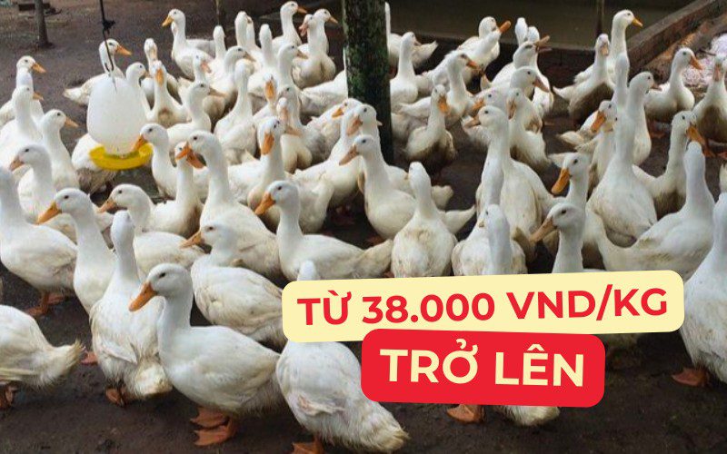 Giá vịt biến động từ 38.000 VND/Kg trở lên