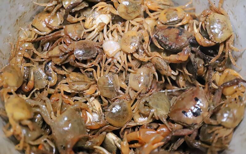 Lợi ích của cua đồng đối với sức khỏe