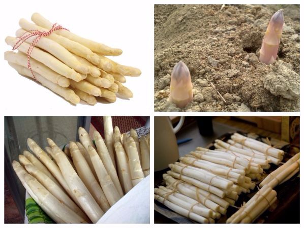 Hạt Giống Măng Tây Trắng