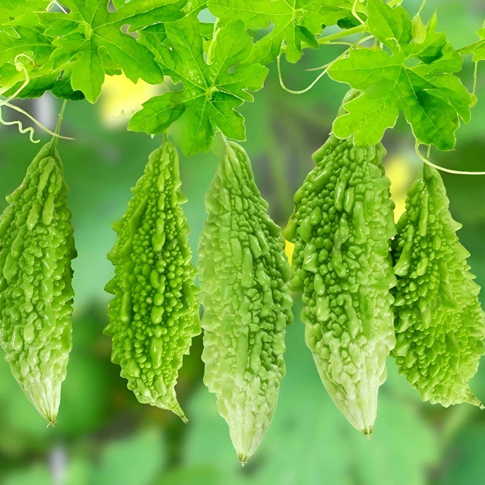 Mướp đắng (Khổ qua) - Những điều bạn cần biết về