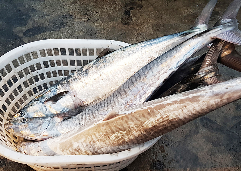 Vì sao cá thu là đặc sản Quảng Trị dù thiên hạ đánh bắt bán đầy ra?