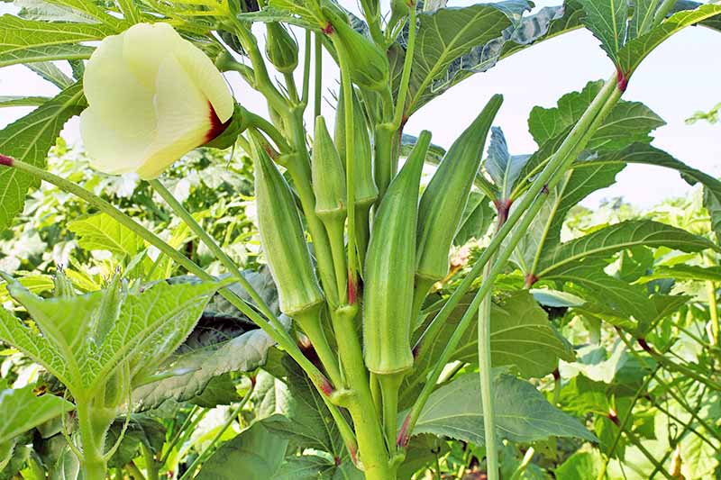 Tiết lộ 1 loại quả giúp 'đánh bay' cholesterol, phòng ngừa cả tiểu đường lẫn đột quỵ