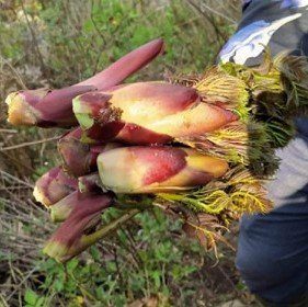 Rau mầm gai - địa chỉ bán mầm gai chất lượng tại Hà Nội và TP.HCM