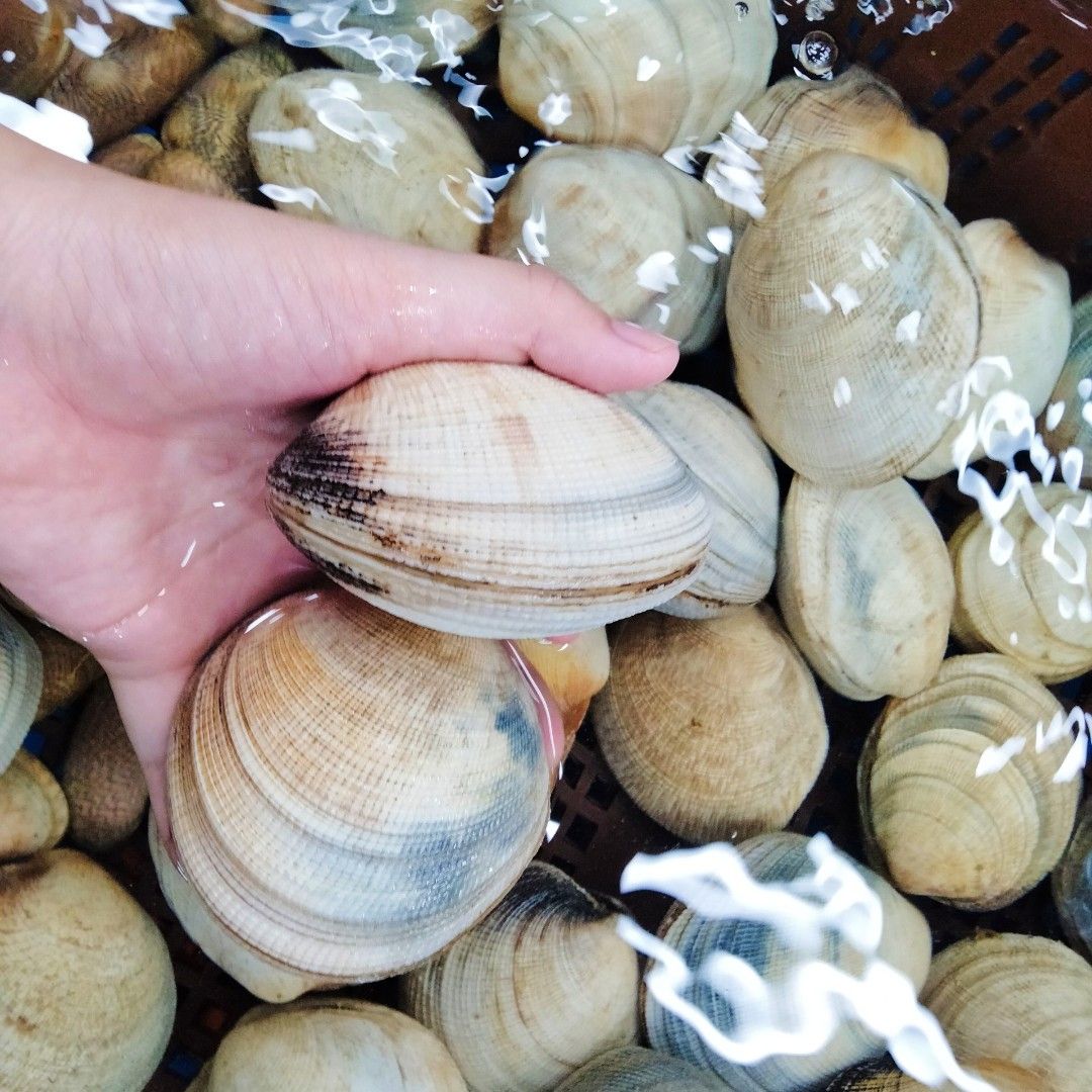 Sò Tộ – Hải Sản Sài Gòn