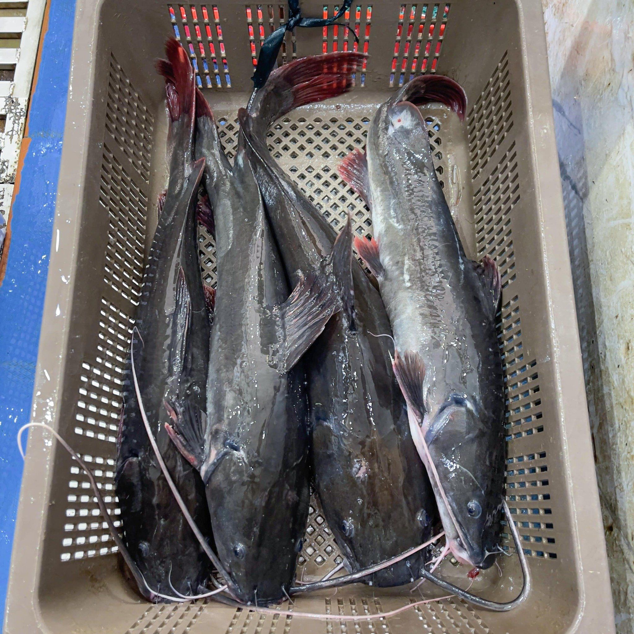 Giá cá lăng đỏ tươi hôm nay tại Hà Nội | Size 1,5kg
