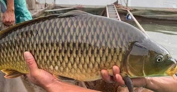 Cẩn trọng khi mua cá chép giòn giải cứu với giá 35.000 đồng/kg