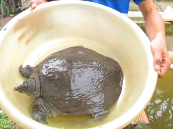 bảng báo giá cua đinh giá rẻ nhất hiện nay