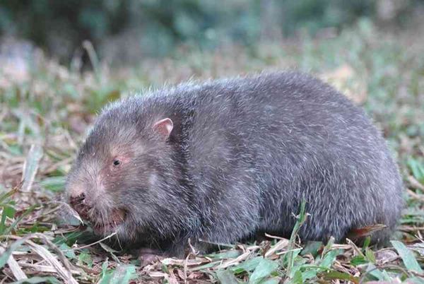 Bảng báo giá dúi tại Hà Nội 3