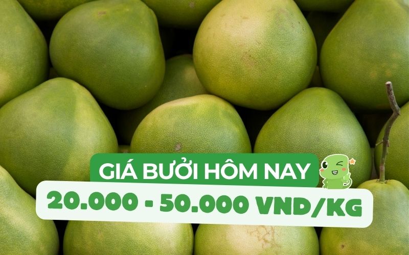 Giá bưởi ngày hôm nay dao động khoảng 20.000 đến 50.000 đồng tùy loại và vùng miền