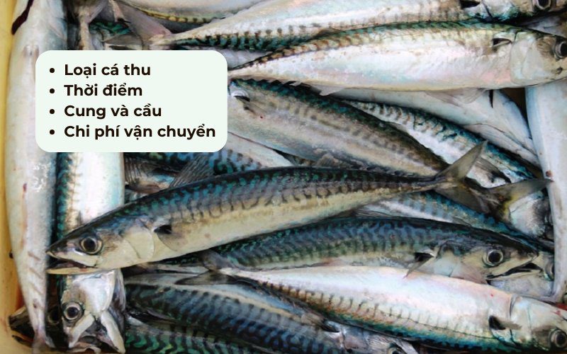 Giá cá thu trên thị trường chịu sự tác động của nhiều yếu tố