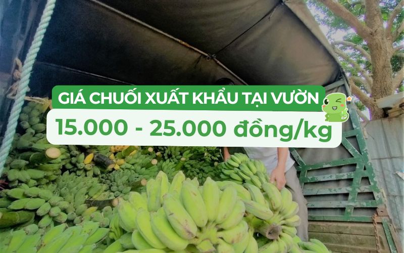 Giá chuối xuất khẩu tại vườn dao động từ 12.000 - 25.000 đồng/kg tùy loại