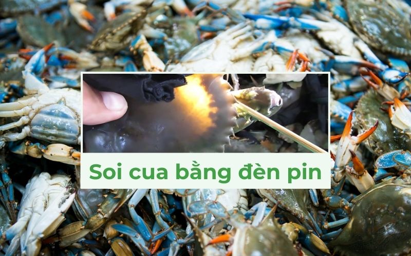 Sử dụng đèn pin và quan sát bên ngoài để đánh giá cua biển chất lượng