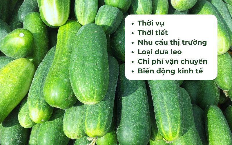 Có nhiều yếu tố ảnh hưởng đến giá dưa leo hôm nay
