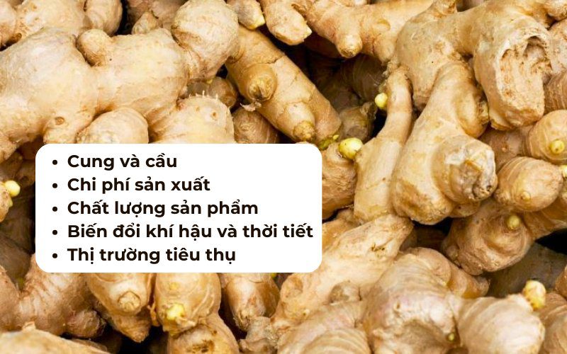 Những yếu tố tạo nên sự biến động của giá gừng