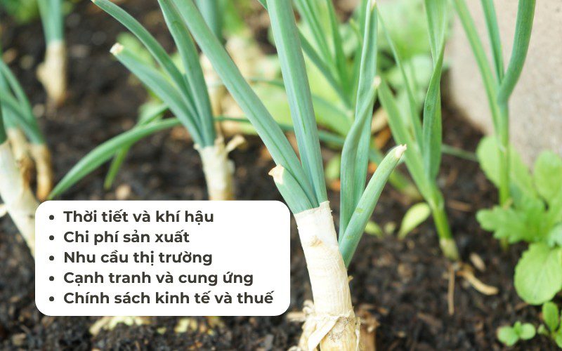Có nhiều yếu tố ảnh hưởng đến đến giá bán hành lá