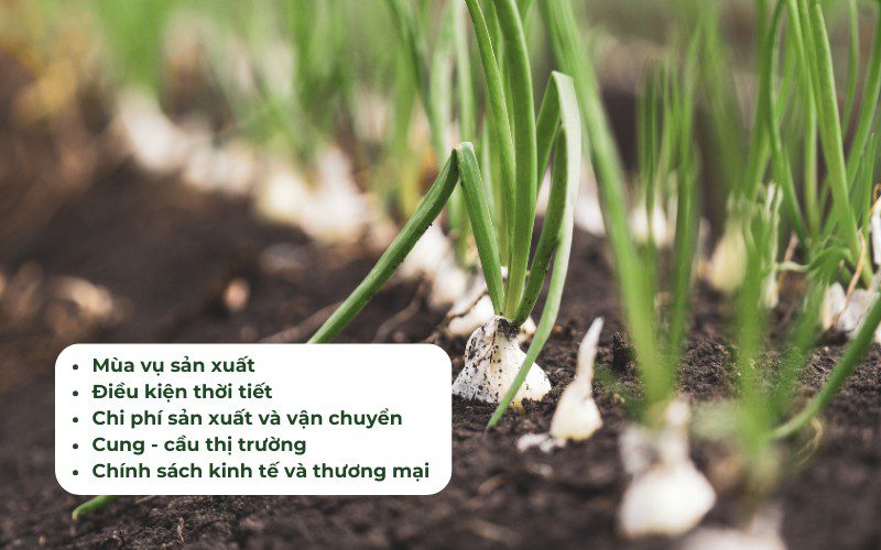 Những yếu tố ảnh hưởng đến giá hành tây