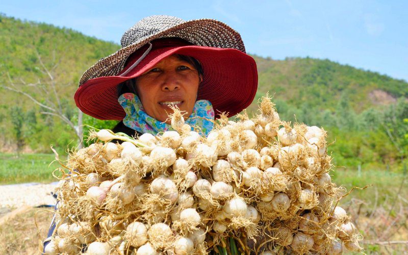 Tỏi từ các vùng trồng khác nhau sẽ có các mức giá riêng