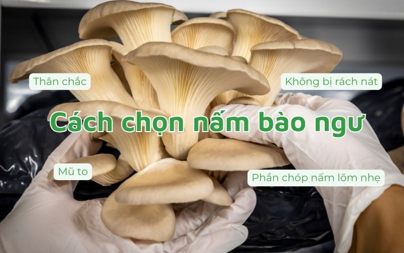 Chọn nấm bào ngư thân chắc, mũ to, không rách nát và có mùi đặc trưng để đảm bảo độ tươi ngon
