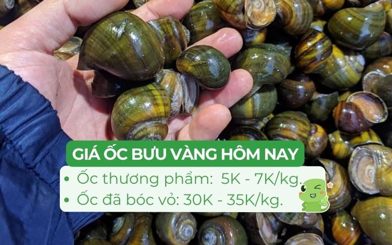 Giá bán ốc bưu vàng trên thị trường dao động từ 5.000 - 35.000 đồng/kg