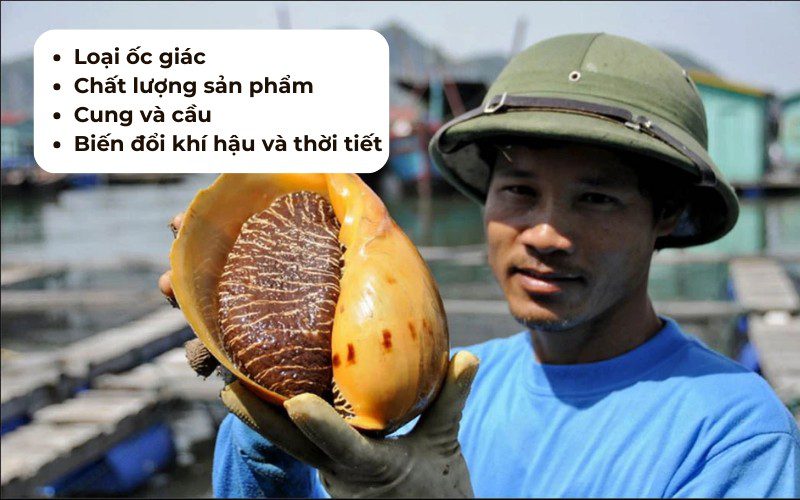 Giá các loại ốc giác trên thị trường chịu sự tác động của nhiều yếu tố