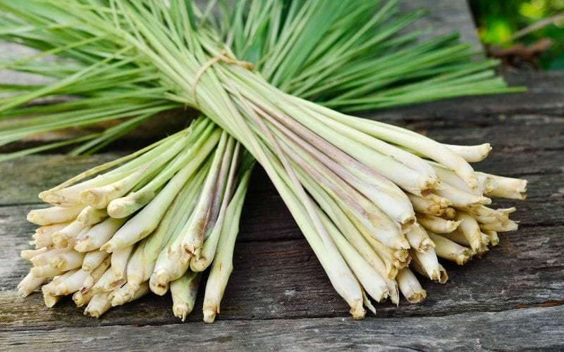 Sả tươi là thảo dược vàng cho sức khỏe, từ giảm căng thẳng đến hỗ trợ tiêu hóa, kháng khuẩn và làm đẹp da