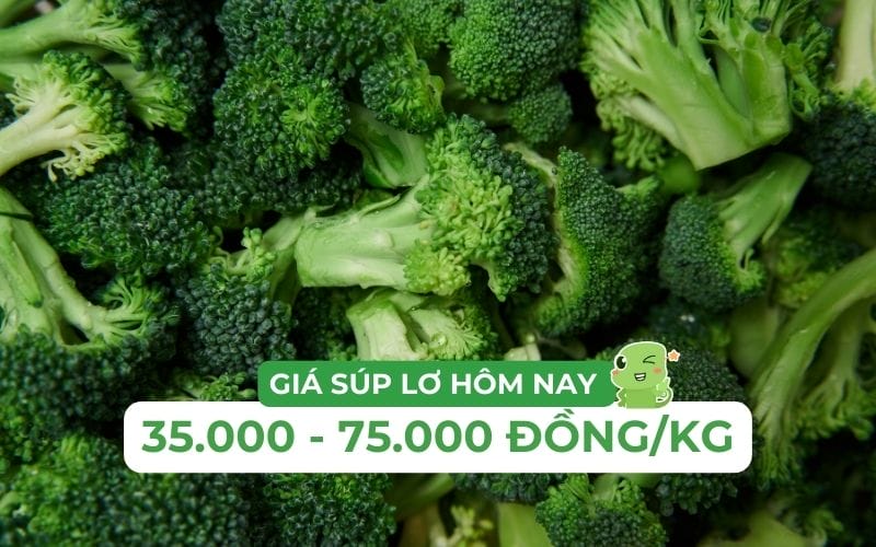 Giá súp lơ biến động từ 35.000 đến 100.000 đồng/kg, tùy loại và nguồn gốc
