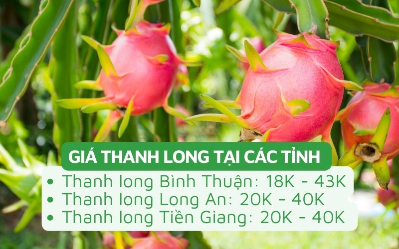 Giá thanh long tại Bình Thuận, Long An, Tiền Giang dao động từ 18.000 - 43.000đ/kg