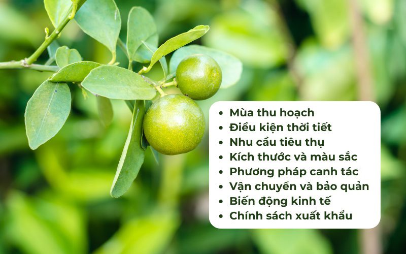 Giá tắc phụ thuộc vào nhiều yếu tố đa dạng