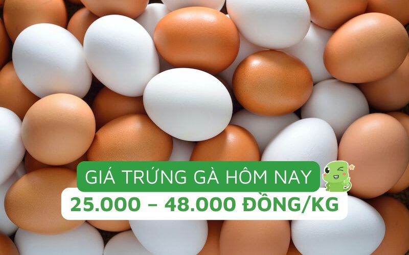 Giá trứng gà dao động trong khoảng từ 25.000 - 30.000 đồng/hộp 10 quả