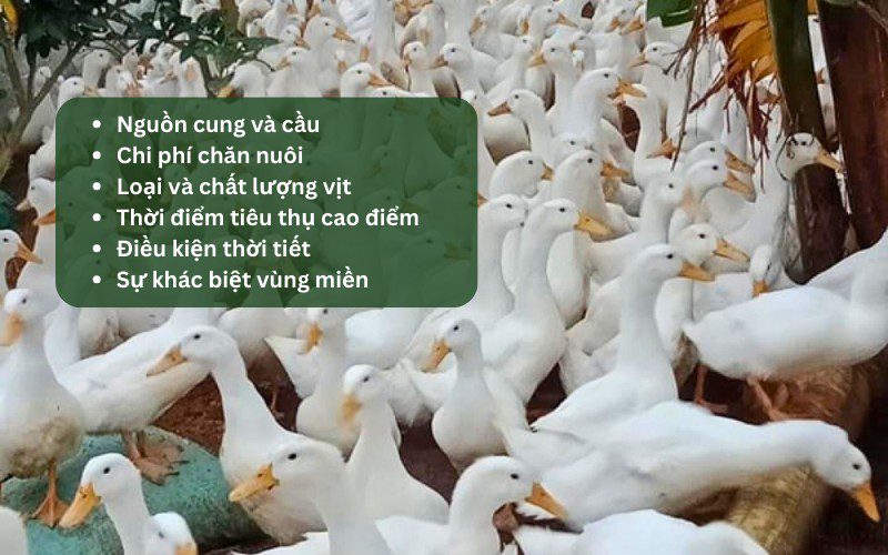 Có nhiều yếu tố ảnh hưởng đến giá vịt
