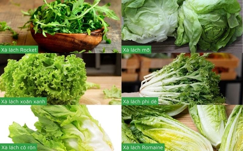 Từ xà lách xoăn xanh, xà lách corol đến xà lách mỡ, mỗi loại đều mang một hương vị riêng biệt