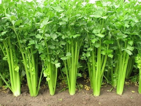 Cần Tây Đà Lạt