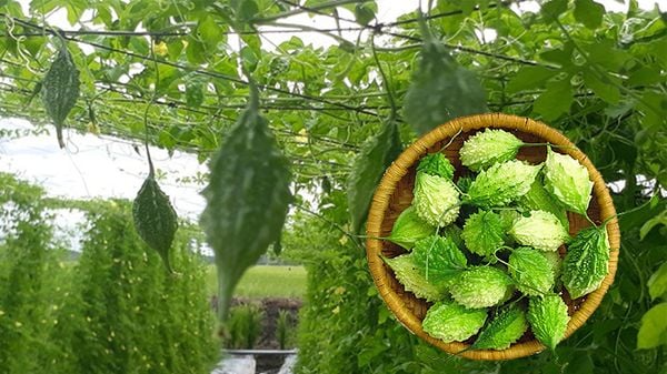 Công dụng tuyệt vời của khổ qua rừng( Mướp đắng rừng) đối với sức khỏe