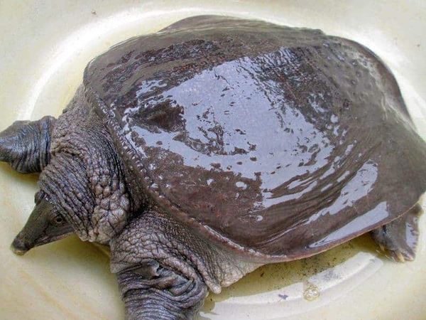 bảng báo giá cua đinh giá rẻ nhất hiện nay 2