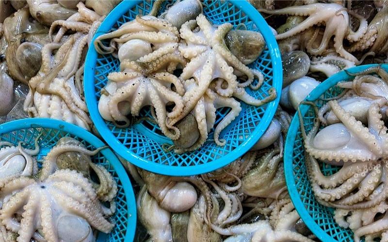 Nên chọn những con bạch tuộc có màu sắc sáng bóng, da trơn láng và không bị xỉn màu
