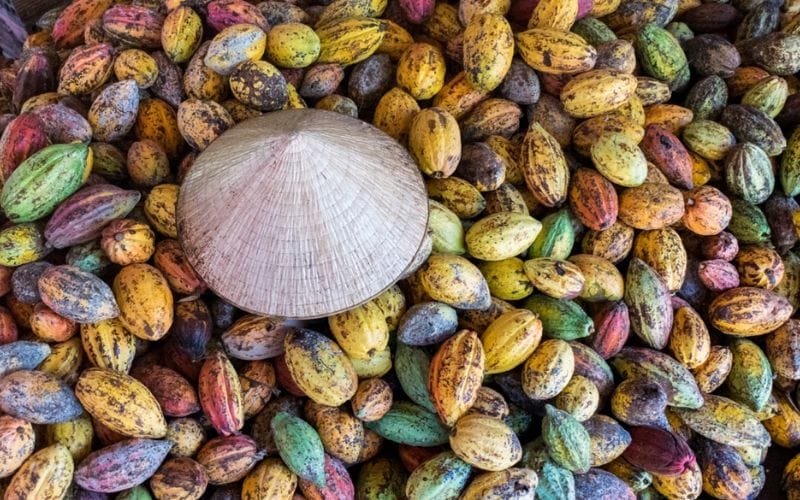 Năm 2022, xuất khẩu cacao Việt Nam đạt 3,2 tỷ USD, tăng trưởng 17,5% so với năm 2021