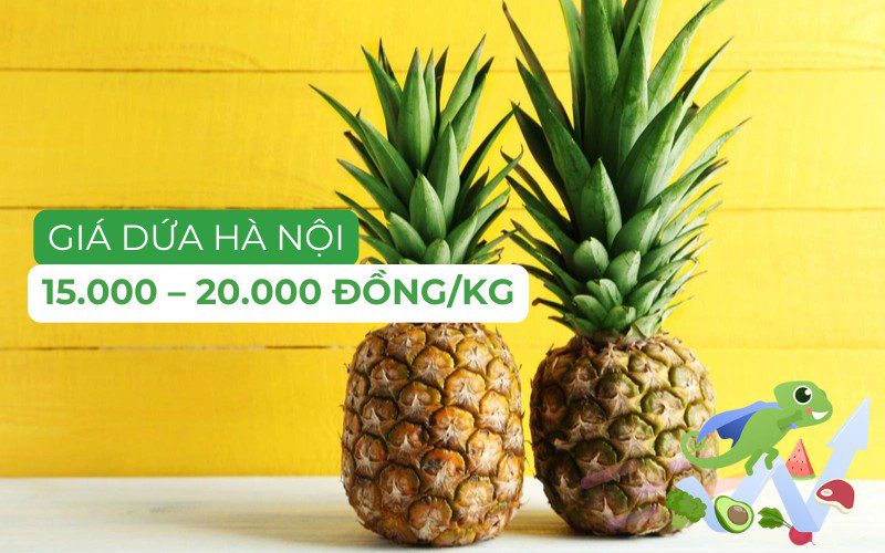Giá dứa Hà Nội dao động từ 15.000 - 20.000 đồng/kg