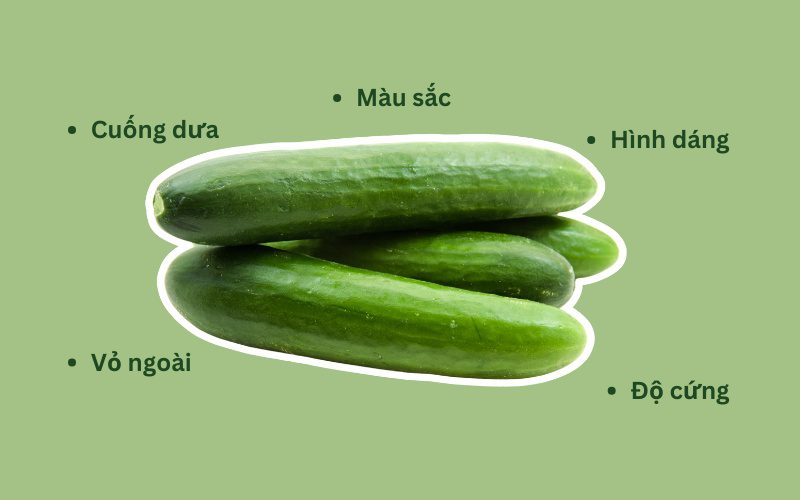 Bạn nên chọn dưa leo có màu sắc tươi sáng, chắc tay