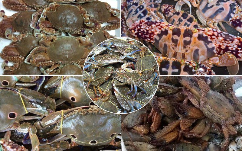 Một số loại ghẹ trên thị trường