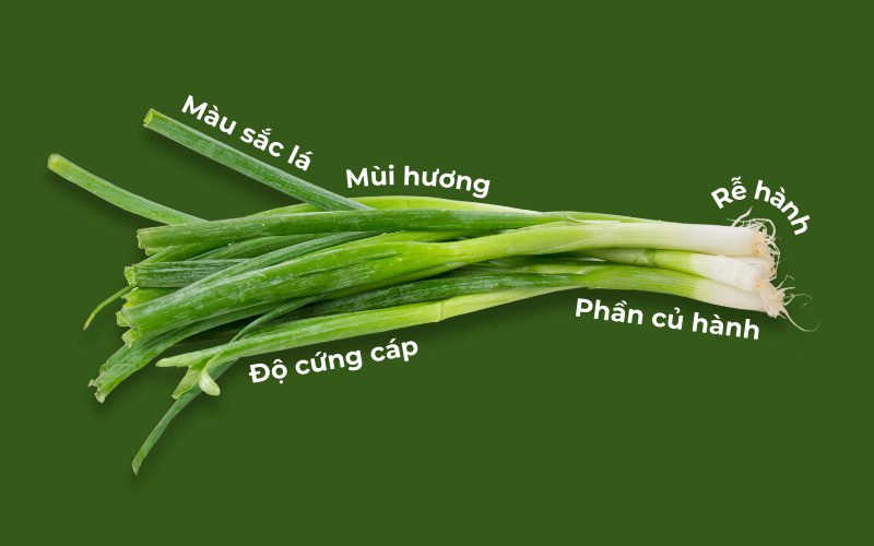 Bạn có thể quan sát bên ngoài và ngửi mùi để chọn hành lá tươi