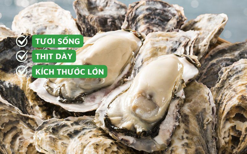 Hàu tươi sống, kích thước lớn, thịt dày sẽ có giá cao hơn