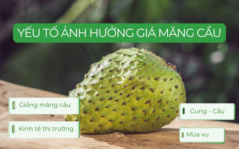 Giá mãng cầu thường xuyên biến động theo nhiều yếu tố
