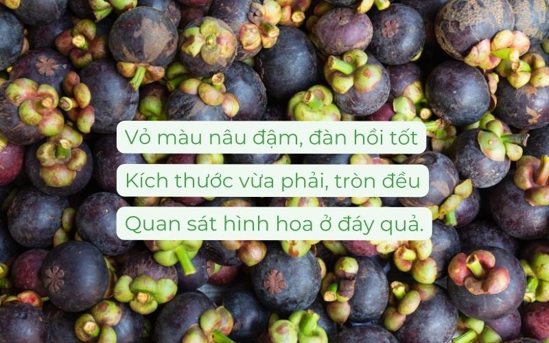 Kinh nghiệm chọn mua măng cụt ngon