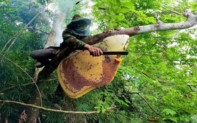 Giá mật ong rừng cao do quá trình khai thác khó khăn và sản lượng hạn chế
