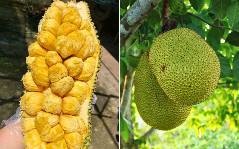 Mít mơ và mít changai cũng được người tiêu dùng Việt Nam ưu tiên lựa chọn