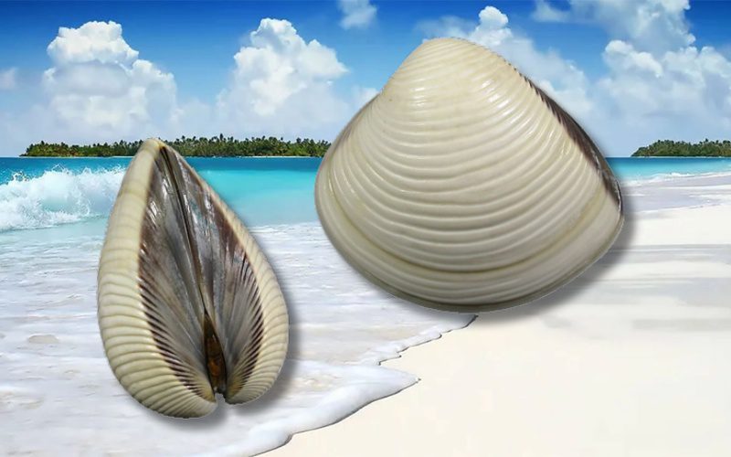 Bạn có thể quan sát võ để xác định nghêu tươi hay không