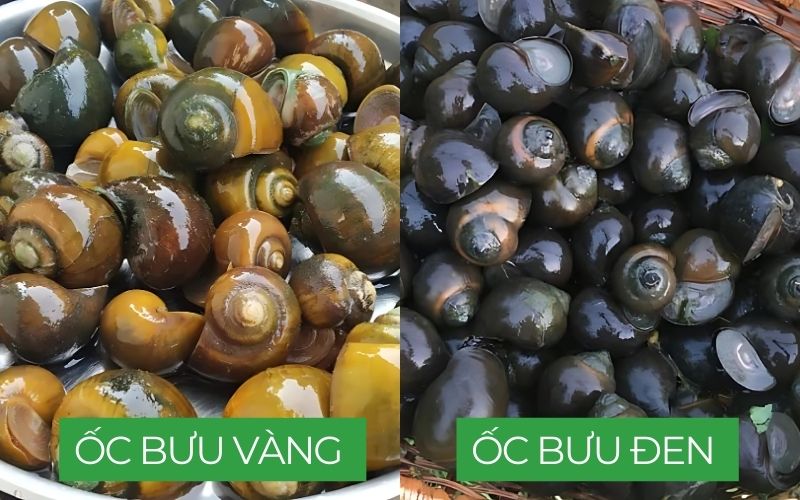 Cách nhận biết ốc bưu đen và ốc bưu vàng khi chọn mua