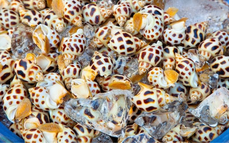 Bí quyết chọn mua ốc hương tươi ngon