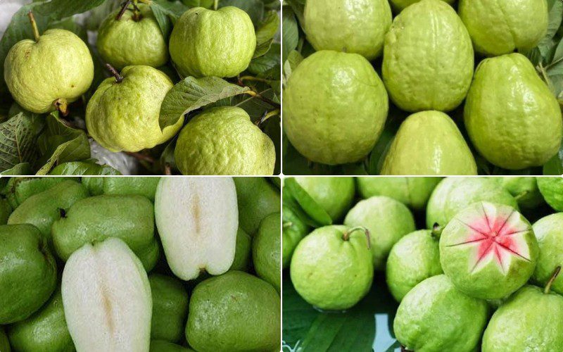 Những loại ổi được ưa chuộng trên thị trường