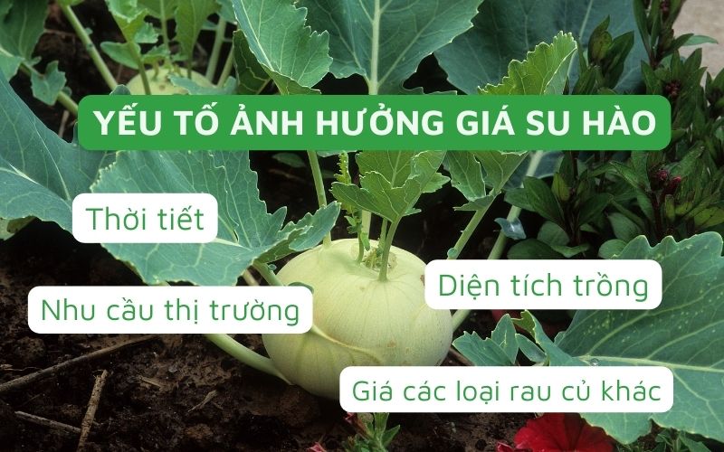Giá su hào dao động do ảnh hưởng từ thời tiết, diện tích trồng, nhu cầu tiêu dùng và giá của các loại rau củ khác